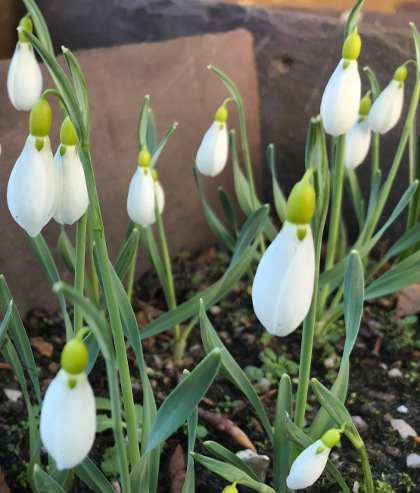 Galanthus 'Vic Horton'